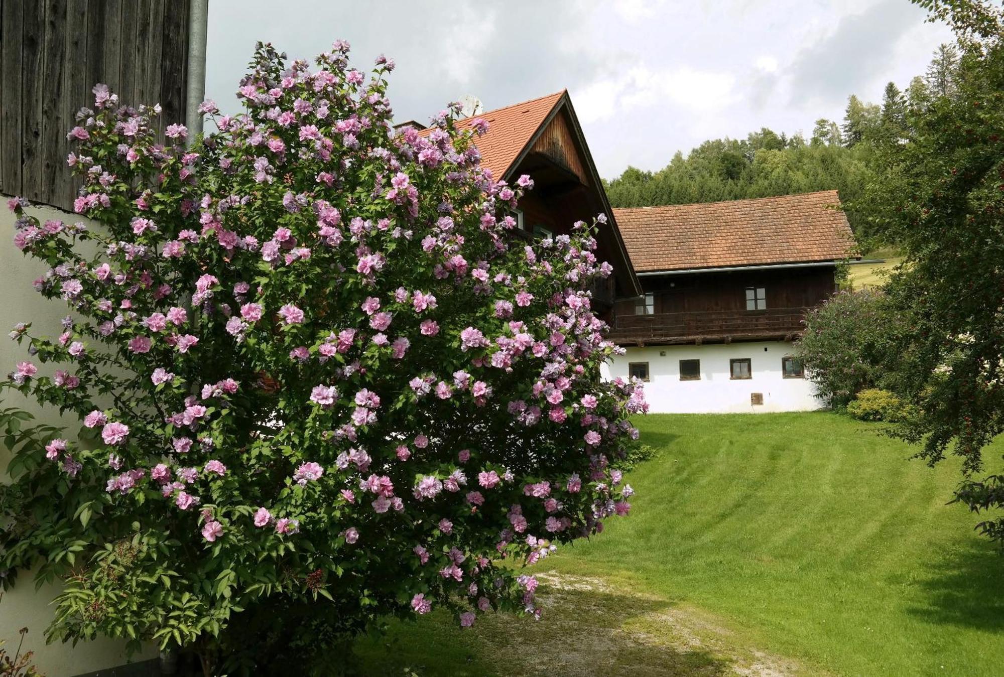 Ferienwohnungen Raczkowski Birkfeld Extérieur photo